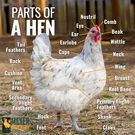 Healthy hen anatomy – Artofit
