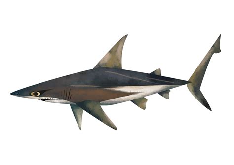 Bronze whaler shark - Save Our Seas Foundation