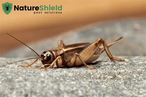 Crickets in Flight: Insights on Lifecycle & Habitat