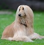 Image result for Long Haired Dog Breeds List