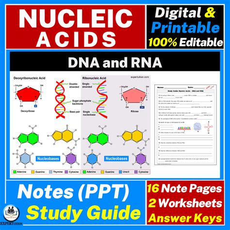 Nucleic Acids: DNA and RNA Notes and Study Guide - ExperTuition
