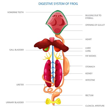 Labeled diagram of Digestive system of frog 21669353 Vector Art at Vecteezy