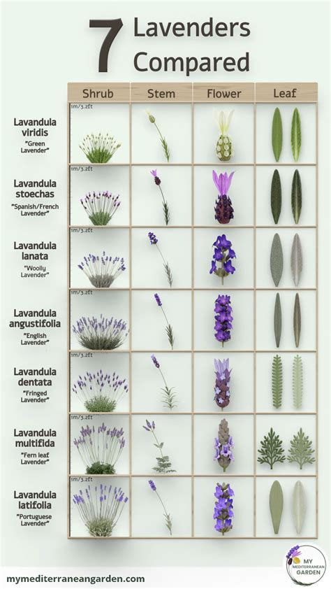 Lavender Plant Types Scent Sational Gardening Australia