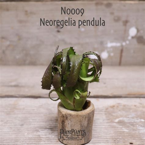 【送料無料】pendula MS〔ネオレゲリア〕現品発送N0009 | plane plants