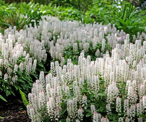 Best full-shade perennials: expert advice for shady spots | Homes and ...