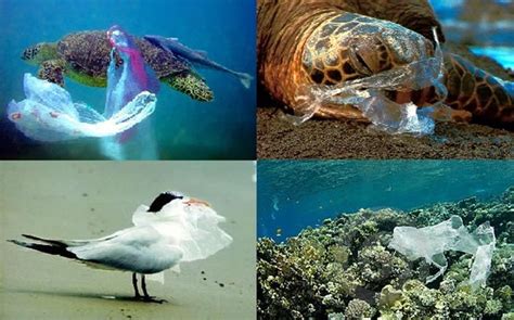 Plastic Be Banned | What is Happening