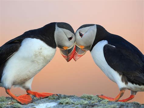 How Cute are Puffins?