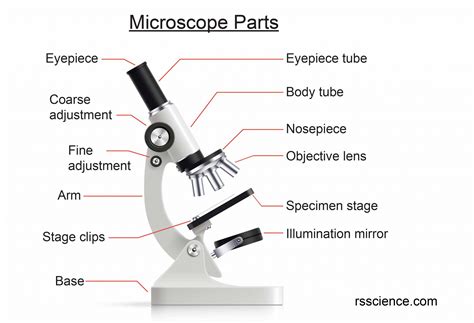 Microscope Labeled Anatomy at Mickey Munos blog