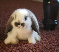 Image result for Cute Little Bunny