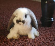 Image result for Baby Bunny Bellies