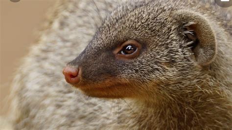 Petition · Change the plural of Mongoose from 'Mongooses' to 'Mongeese ...