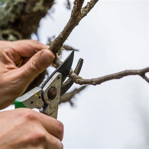 Image result for Spring Tree Pruning