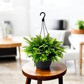 Buy Fern Plants Online at best price in India