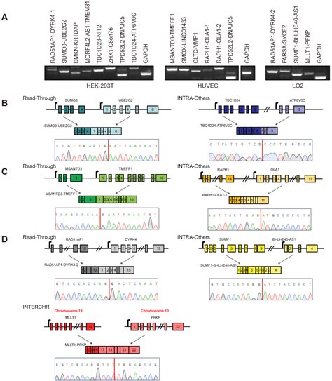 Landscape of Chimeric RNAs in Non-Cancerous Cells
