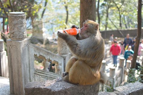 泰国给猴子做绝育手术控制其数量_凤凰网
