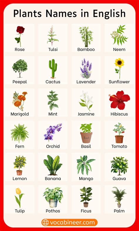 100 Types of Plants Names with Pictures