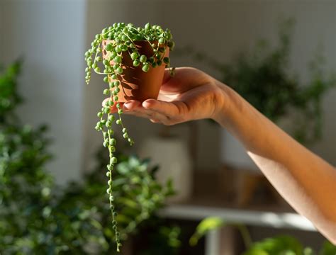 Senecio Rowleyanus Care