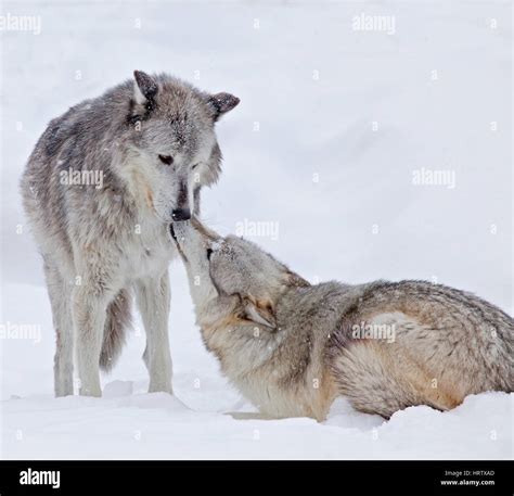 Image result for Yellowstone Grey Wolves