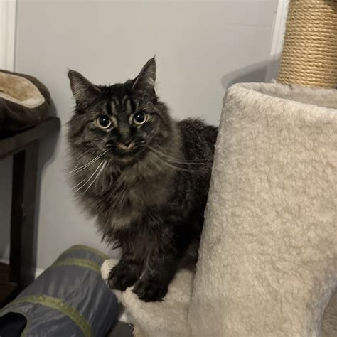 Henry County Humane Society, Inc. – McDonough, Georgia – Henry County ...