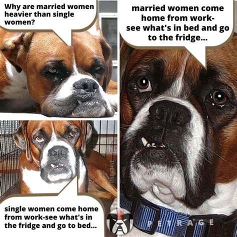 Funny - Sarcastic - Shocking Dog Memes