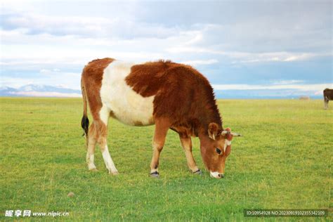草原牛 的图像结果