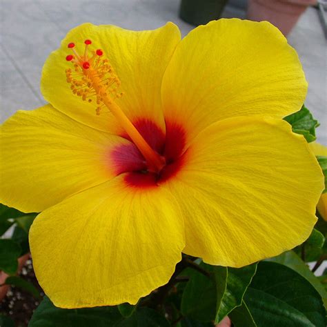 Hibiscus Yellow Hybrid Double Color - Flowering Plants– Exotic Flora