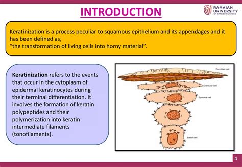 Gingival Keratinization | PPTX