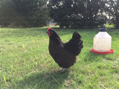 2017 Black Australorp Breeding Plan - Farmstead Chickens