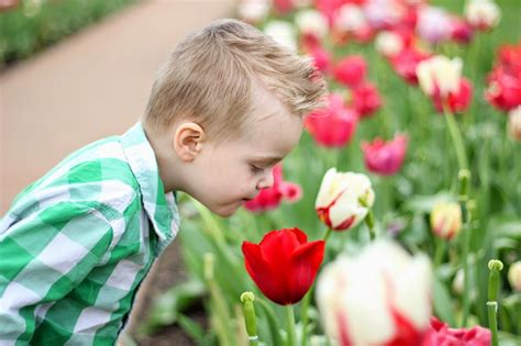 stop and smell the tulips - Raising Roberts