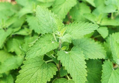 How to Know if You Were Roofied: Roofie Symptoms