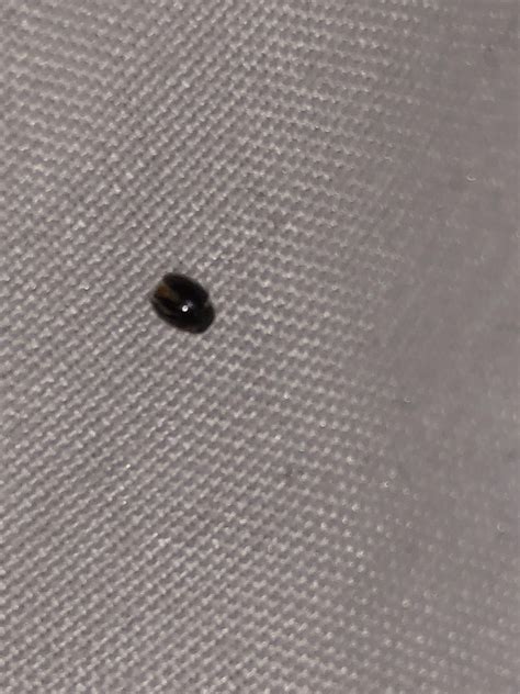 I don’t think it’s a bed bug, tick, or flea. But I’m high key freaking ...