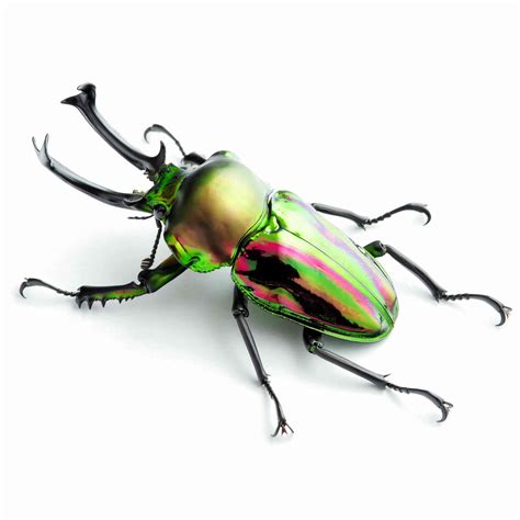 Phalacrognathus muelleri (Rainbow Stag Beetle, King Stag Beetle) - Blue ...
