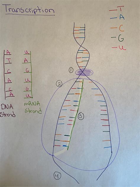 Transcriptome 的图像结果