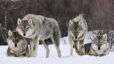 Wallpaper Wolf Pack Images by Wolfpack Wallpapers Wallpaper Cave Wallpaper Wolf Pack Images