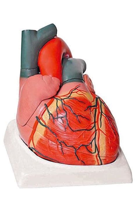 King Mariot Medical Equipments Human Giant Heart, Consists of 4 ...