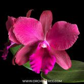 Buy Cattleya Orchids Online India | Cattleya Orchid | Orchid-tree ...