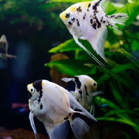 Blue Crayfish