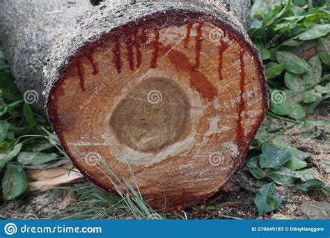 Tree Trunks Exploding 的图像结果