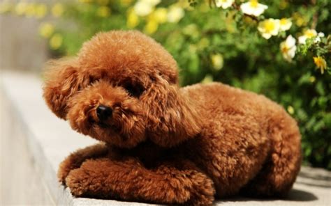 纯种泰迪 宠物贵宾 红色泰迪犬 小体玩具泰迪狗狗出售 视频 支付宝 宝贝它 泰迪/贵宾 /编号10109301 - 宝贝它