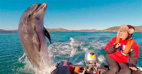 Fungie The Dolphin Is Feeling The Lockdown Blues, But A Kind Fisherman ...