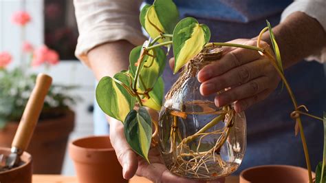 How To Propagate Pothos In 5 Easy Steps