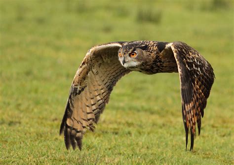 The Eurasian Eagle-Owl (Bubo bubo) in flight [3920x2772] Photo by ...
