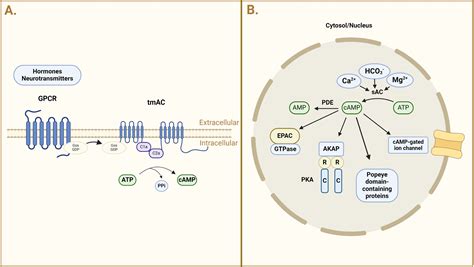 Cyclic Adenosine Monophosphate Signaling in Chronic Kidney Disease ...