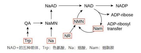 尝试性NMN/NR/二甲双胍综合抗衰老（返老还童）配方（2019.3.26更新） - 知乎