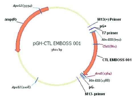 Pcambgfp Vector Map 的图像结果