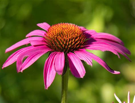 Colorful Perennials: Full Sun, Shade, Landscapes, Garden, Flowers,