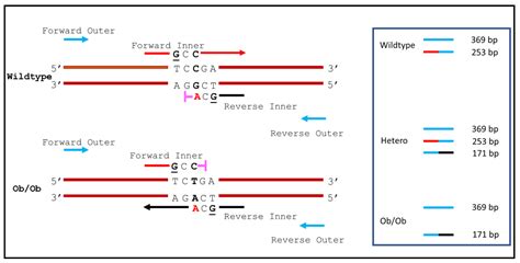 Image result for PCR Primer Example