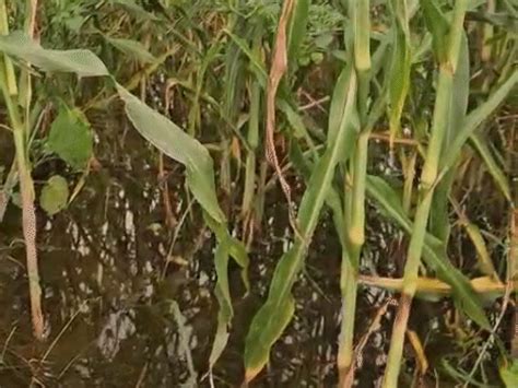 'I want to end my life after seeing ruined crops'; Farmers say ...