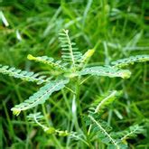 Herbal Plants – Santhi Online Plants