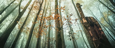 Download wallpaper 2560x1080 trees, bottom view, forest, nature ...